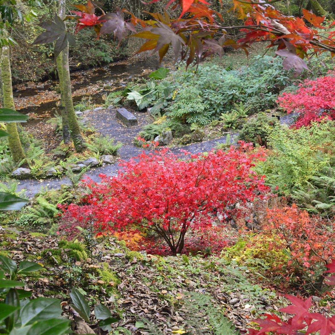 Autumn Colour